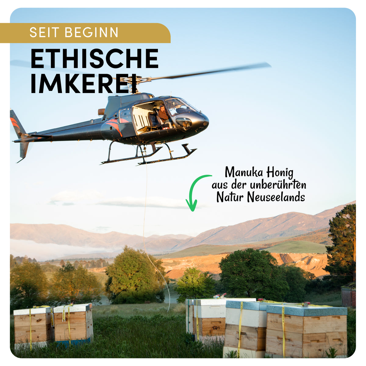 Manuka Vital Honig MGO 800+ (500g)